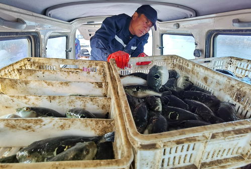 河北滦南 工厂化水产养殖助力产业转型与农民增收